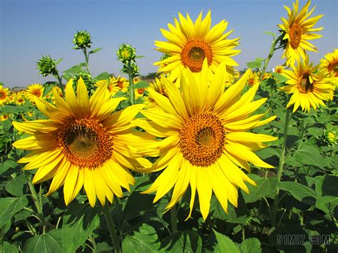 Sunshine(太阳之花)图片