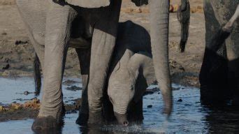 特写镜头。可爱的小象在水坑旁边用嘴喝水_4096X2160_高清视频素材下载(编号:25647163)_实拍视频_光厂(VJ师网) www ...