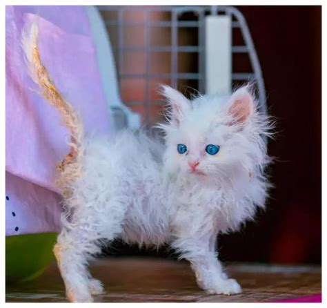 阿姨捡了一只流浪猫，洗澡后被猫咪颜值惊艳：这么漂亮还有人扔
