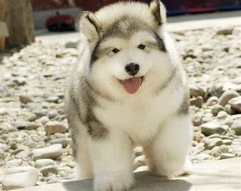 纯种大型阿拉斯加幼犬活体熊版阿拉斯加雪橇犬灰桃阿拉斯加宠物犬-阿里巴巴