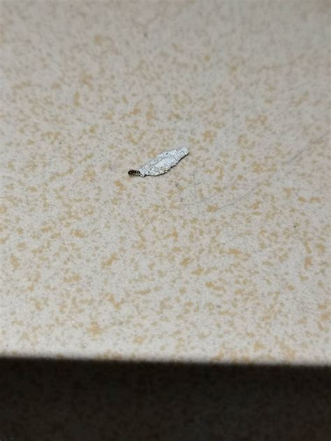 木板虫图片