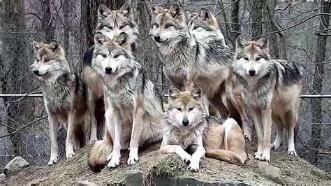 狼群中的头狼是公狼还是母狼？为什么？|狼群|狼王|狼_新浪新闻