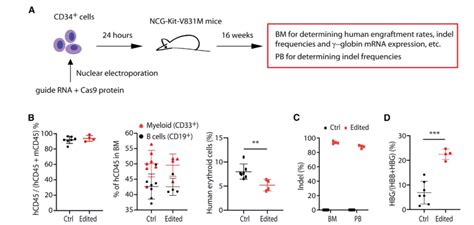 再生障碍性贫血小鼠模型中免疫活化T细胞动力学研究