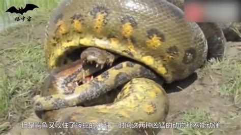 巨蟒大战恐鳄：蟒蛇鳄鱼齐出动，连列车都难逃一劫，太可怕了！_腾讯视频