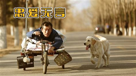 真实事件改编《忠爱无言》瘫痪老人与忠犬的跨物种亲情_腾讯视频