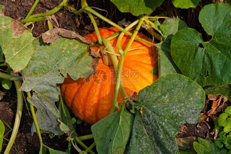 在有机蔬菜园里成熟的橙色南瓜高清图片下载-正版图片506998222-摄图网