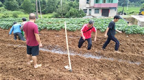 红薯轻简高效栽培技术推广活动在我校“一村一大”学员基地中顺利开展