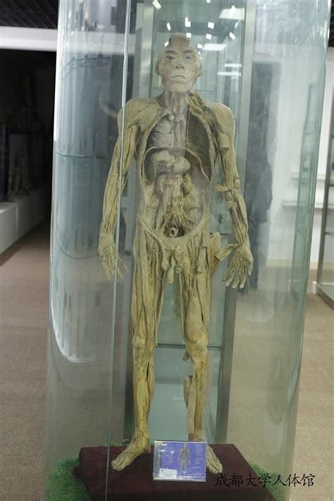 福尔马林泡人尸体图片