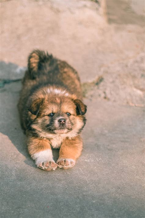 中华民族田园犬是中国饲养数最多的狗狗 - 宠物知识 - 狗粮猫粮-兰夏 Lanshier