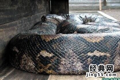 宜昌市民挖出大蛇 系世界上最大蛇类之一(图)_湖北频道_凤凰网