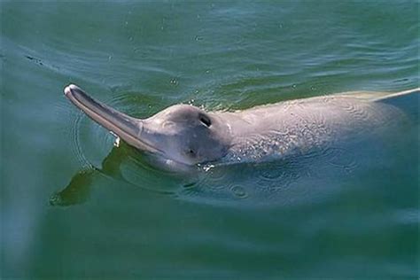 海豚为什么是最聪明的海洋动物？ 海豚究竟有多聪明？|海豚|为什么-知识百科-川北在线