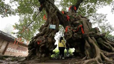 300年的两棵情人树合二为一周长近12米，背后凄美传说感人_美丽中国说-梨视频官网-Pear Video