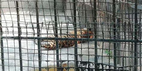 不幸 河南原阳马戏团脱逃老虎到动物园时已死亡(含视频)_手机新浪网