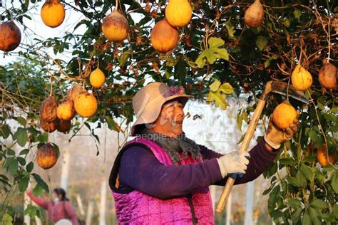 安徽肥东：小瓜蒌助增收-人民图片网