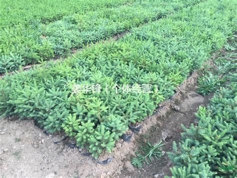 现代农业-杭州市园林绿化股份有限公司