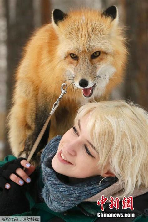 俄美女训练狐狸 画面温馨逗趣 - 视点聚焦 - 福建妇联新闻