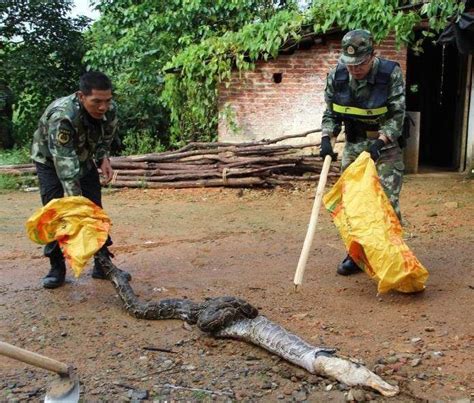 广西惊现一条48斤超级大蟒蛇，被发现时正在蜕皮