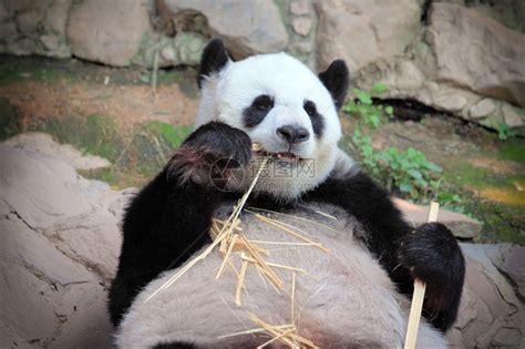 大熊猫吃竹子高清图片下载-正版图片507090007-摄图网