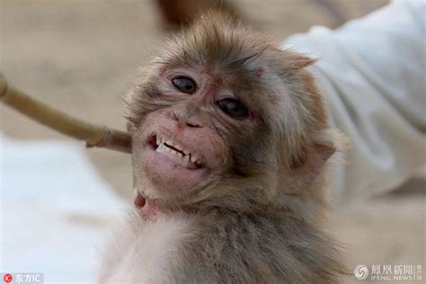 印尼珍稀猴子屁股又大又红, 网友调侃: 屁股大能生猴?|屁股|猴子|印尼_新浪新闻