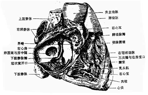 “绿宝书”丨精美图谱，生动形象！换个方式看心脏解剖（2）__凤凰网