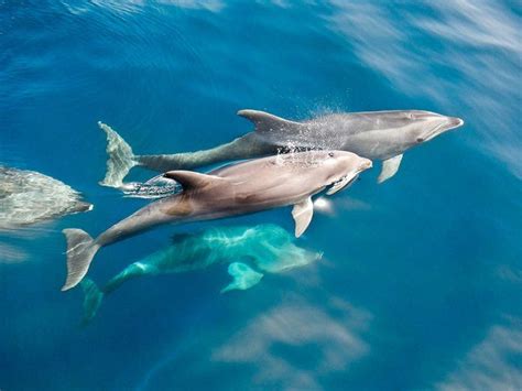 海豚是怎么交配的？科学家：总之很变态，它们演化出了人类的特征|莫顿|海豚|人类_新浪新闻