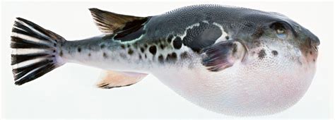 Il fugu, pesce palla "pericoloso": prelibatezza potenzialmente mortale