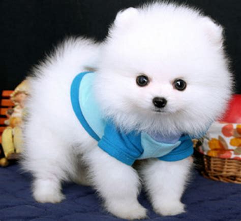 什么小型犬最可爱 十种最适合家养的小型犬图_泰迪 - 养宠客