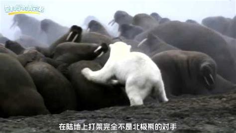 奇妙的动物 第二季 第06集 白白胖胖的北极熊