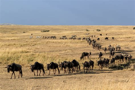 非洲野生动物大迁徙都有哪些有意思的看点？ - 知乎