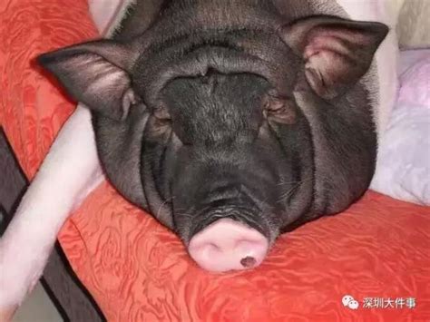 深圳姑娘买“宠物猪”却长成300斤大肥猪！同吃同睡8年……被深深震撼了！ - 知乎