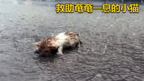 郑州爱心人士建立猫咪救助站 为生病受伤流浪猫安家_手机新浪网