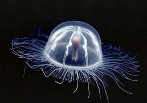 2100米的海底有多恐怖？说出来你不信，一只水母就能把你吓住
