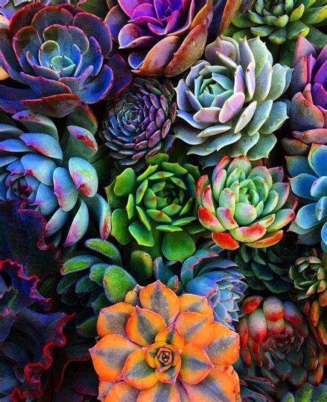 Succulent Plants: 11 Types of Succulents | Better Homes and Gardens