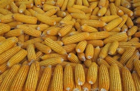 中农大4515玉米品种,玉米新品种农大377,农大372玉米种_大山谷图库