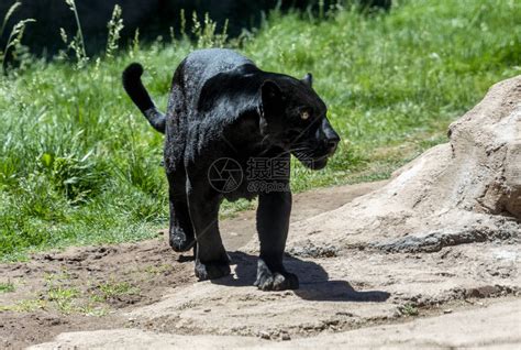 黑豹(大猫猫)图片