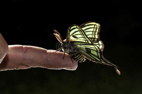 澳大利亚国蝶——犹如雨露般惊艳脱俗的天堂… - 堆糖，美图壁纸兴趣社区