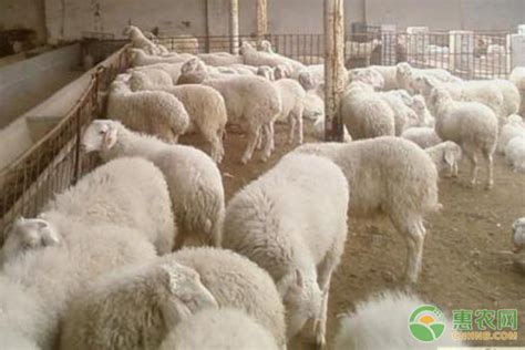 2020年小羊羔价格2020活羊价格今日羊价格表全国配送_全国__羊-食品商务网