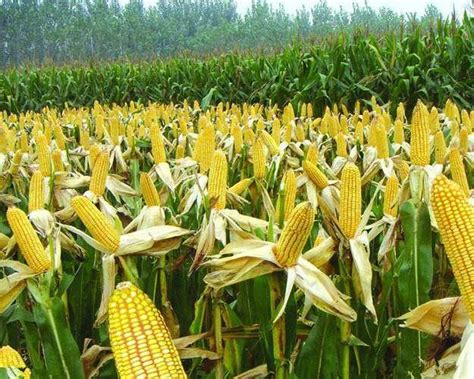 玉米种植方法，玉米种植方法及管理|admin_人人点