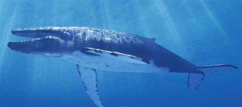 蓝鲸趣味科普知识：嘴可以容下20吨水，但喉咙只有沙滩排球那么粗-深i科普