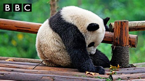 搞笑熊猫视频集锦_腾讯视频