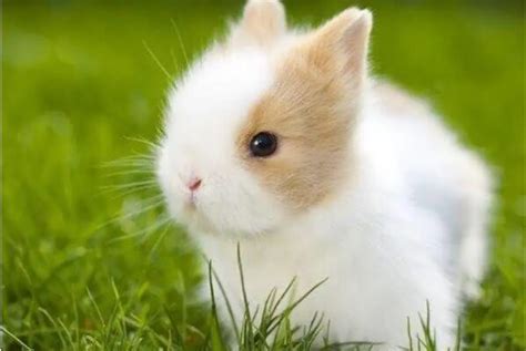 兔子的资料和介绍（兔子的简介） | 说明书网