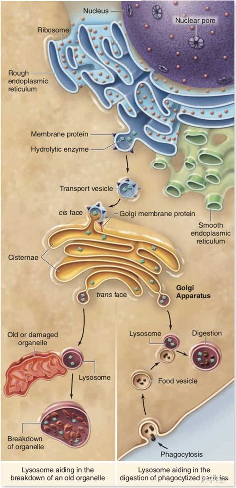 图为分泌蛋白运输到细胞外的过程示意图，关于该过程的分析，正确的是（）A．⑤过程体现了细胞膜的选择透过性B．该过程可用同位素32P标记蛋白质进行 ...