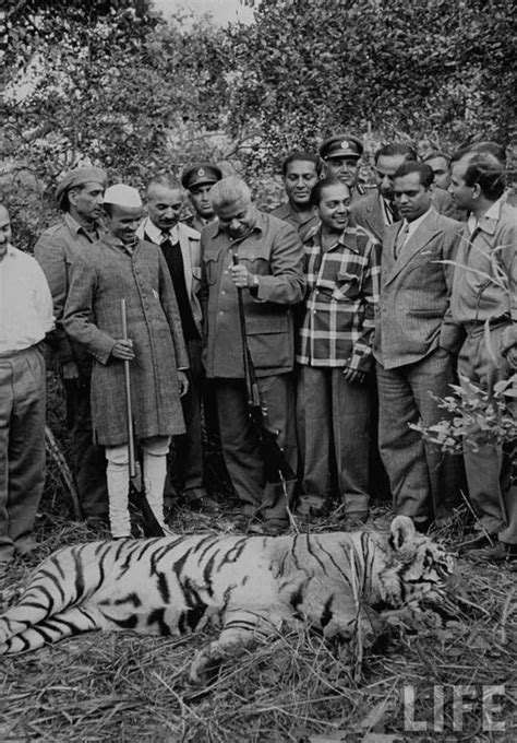 全球老虎日，扒一扒老虎被人类猎杀的残忍历史