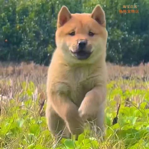 纯种中华田园犬广西土猎狗柴犬大头虎斑犬五黑狗幼犬宠物狗狗活体_虎窝淘