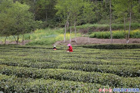 隆回：吉山佬助力乡村振兴 进城为茶叶找销路 华声在线邵阳频道