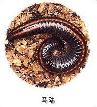 马陆图片