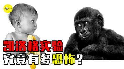 世界上最可怕的实验：凯洛格实验有多恐怖？婴儿与猩猩成为兄妹_高清1080P在线观看平台_腾讯视频