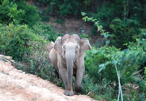 最新！大象持续北上“滋事” 云南省级工作组赶赴现场指导应对 - 封面新闻