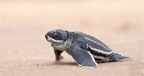 保护棱皮龟，从了解它开始-宠物网