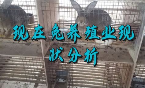 2016杂交肉兔多少钱一斤_种兔养殖基场_山东明義牧业